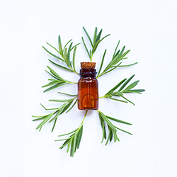 Rosemary Oil