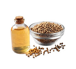 Coriander Oil