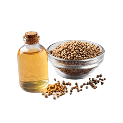 Coriander Oil