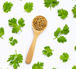 Coriander