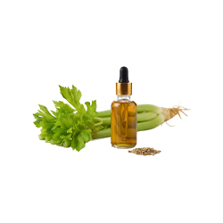Celery Oleoresin
