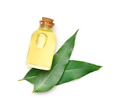 Curry Leaf Oil