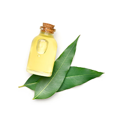 Curry Leaf Oil