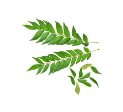 Curry Leaf Oleoresin