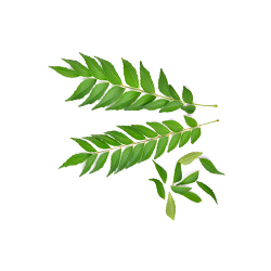 Curry Leaf Oleoresin