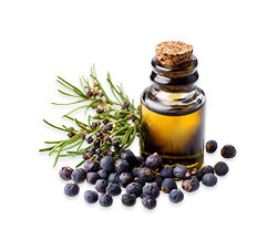 Juniper Berry Oil