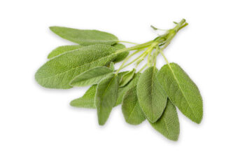 Sage Oleoresin